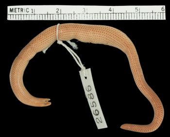 Media type: image;   Herpetology R-26586 Aspect: dorsal